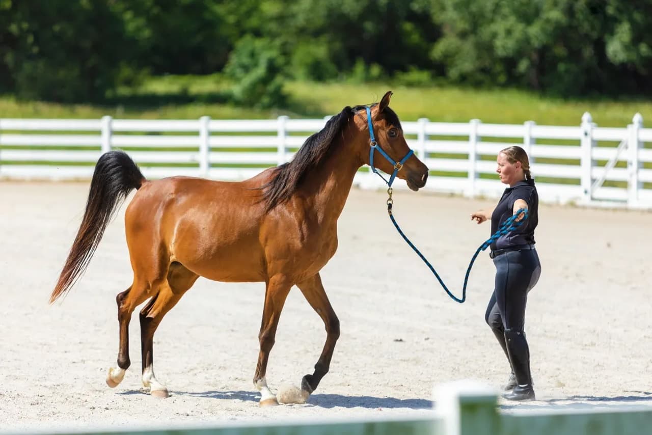 The Link Between Patience and Performance in Horse Training