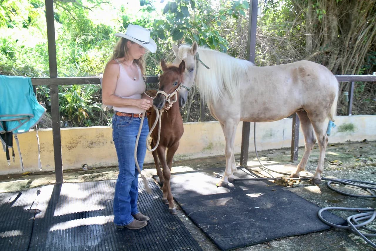 Why Trust Comes Before Trotting in Horse Riding Lessons