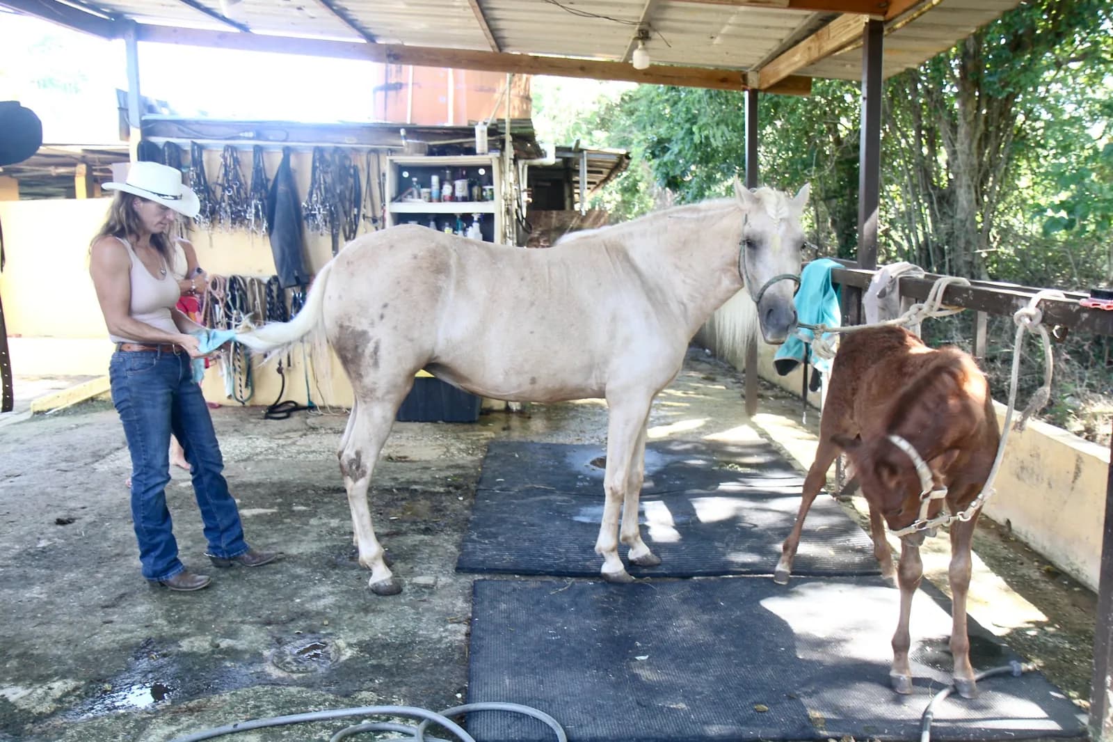 Grooming a grey horse before a session